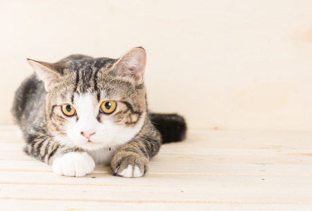 grey cat on wood backgroundの写真素材