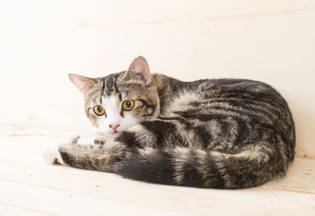 grey cat on wood backgroundの写真素材