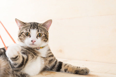 grey cat on wood backgroundの写真素材