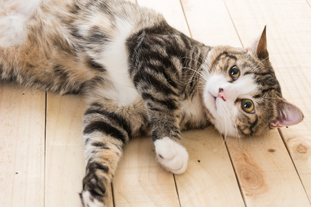 grey cat on wood backgroundの写真素材