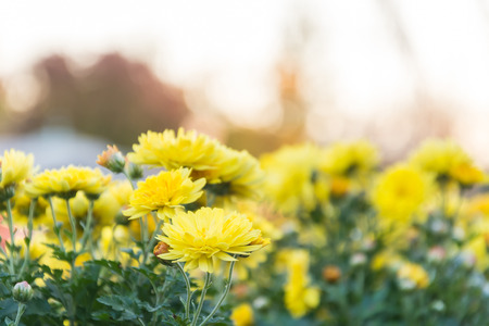 yellow flower with flairの写真素材