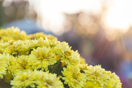 yellow flower with flairの写真素材