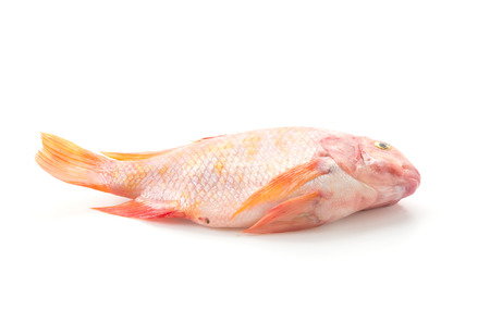 Red Tilapia on white background