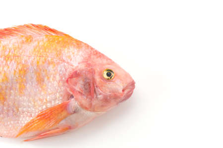 Red Tilapia on white backgroundの写真素材