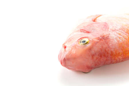 Red Tilapia on white backgroundの写真素材