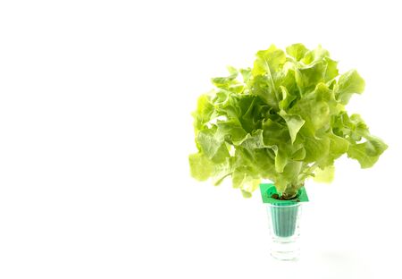 Green oak on white backgroundの写真素材