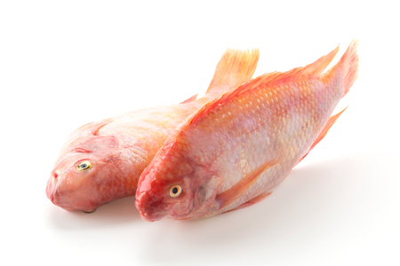 Red Tilapia on white backgroundの写真素材