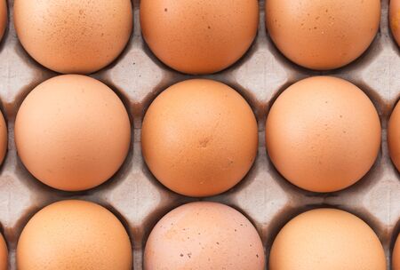 hen eggs with panel on whitebackground