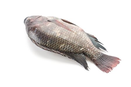 Black Tilapia or Tilapia on white backgroundの写真素材