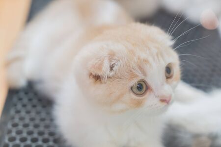baby cat - light vintage filter effect processing style picturesの写真素材