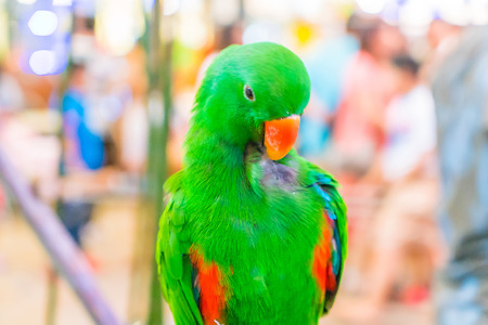 Colorful macaws sitting on logの写真素材