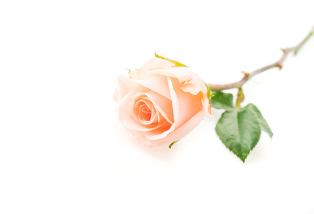 Coral rose on white backgroundの写真素材