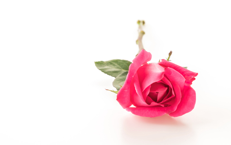 pink rose on white backgroundの写真素材