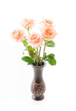Coral rose on white backgroundの写真素材