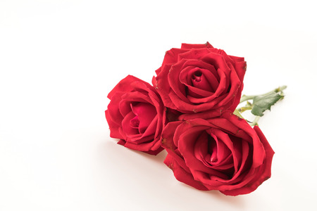 red rose on white backgroundの写真素材