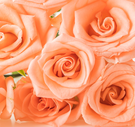 Coral rose on white backgroundの写真素材