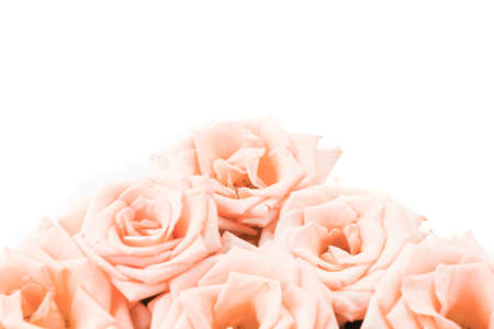 Coral rose on white backgroundの写真素材