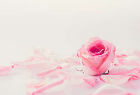 pink and white rose with petal - soft focus and vintage effect picture styleの写真素材