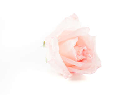 pink and white rose on white backgroundの写真素材