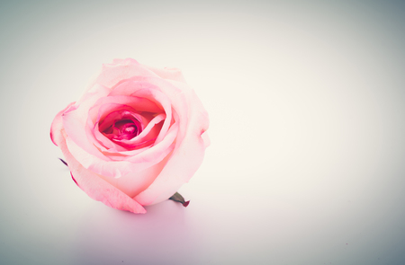 pink and white rose  - soft focus and vintage effect picture styleの写真素材