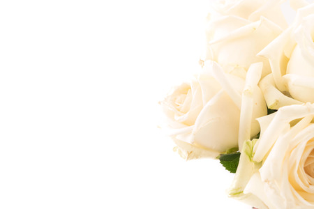 white rose on white backgroundの写真素材