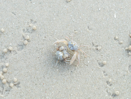 Ghost crab on sand beachの写真素材