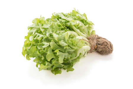 Fresh oak leaf lettuce on white backgroundの写真素材