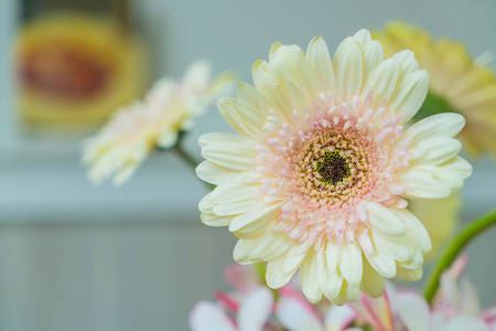 white gerbera in cafe shopの写真素材