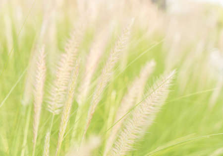 grass flower - soft focus with vintage effect picture styleの写真素材