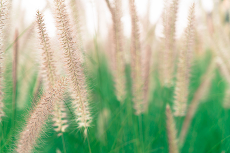 grass flower - soft focus with vintage effect picture styleの写真素材