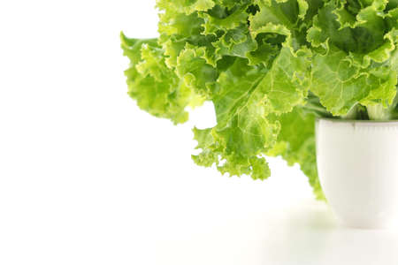 Fresh Lettuce on white backgroundの写真素材