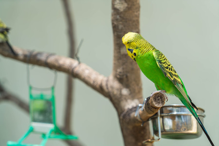 Budgerigar in the zoo