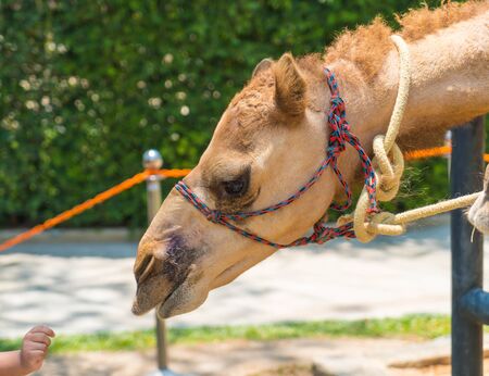 camel in the zooの写真素材