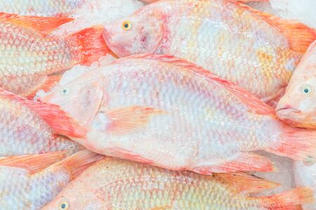 fresh fish at the marketの写真素材