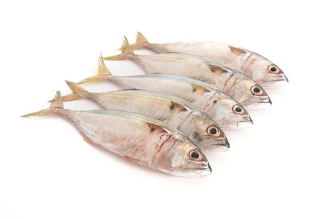 fresh mackerel on white background