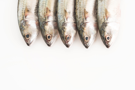 fresh mackerel on white backgroundの写真素材