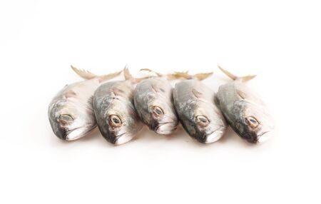 fresh mackerel on white backgroundの写真素材