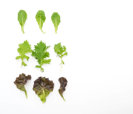 Salad mix with rucola, frisee, radicchio and lamb's lettuce on white background