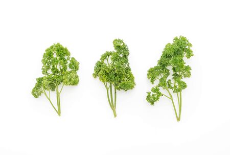 Fresh Parsley on white backgroundの写真素材