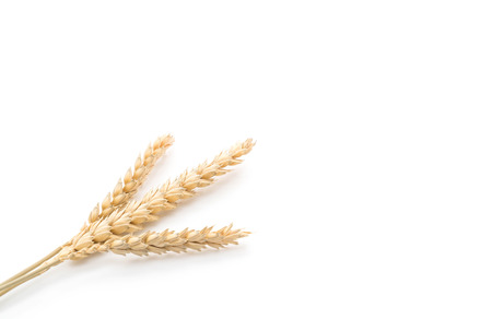 dried malt flowers on white backgroundの写真素材