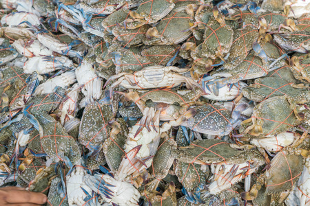Fresh blue crabs at the market in Thailandの写真素材