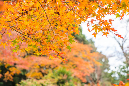 Red maple leaves blooming at Arashiyama Kyoto, Japanの写真素材