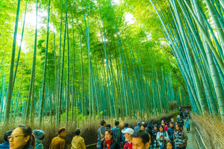 KYOTO, JAPAN - Nov 23, 2016 : Bamboo forest at Arashiyama, Kyoto, Japan. Bamboo forest is famous in Kyoto and the most popular for tourist.のeditorial素材