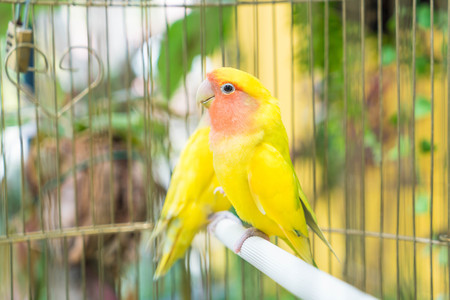 beautiful parrot lovebird loving Rosy facedの写真素材