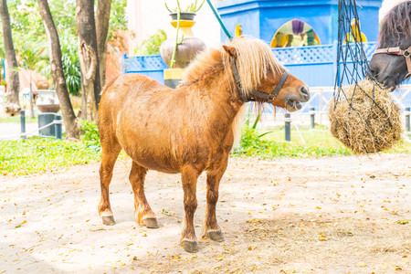 Mini dwarf horse (pony) in a pasture at a farmの写真素材