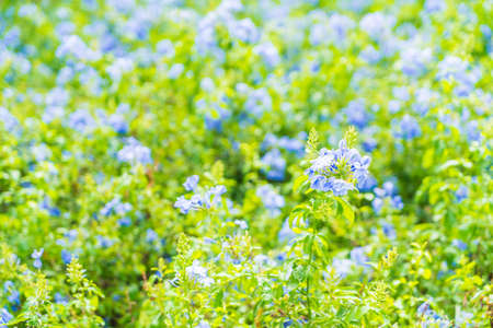 Many blue hydrangea flowers growing in the gardenの写真素材