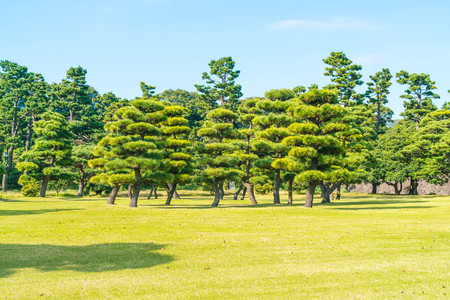 Bonsai tree in the garden of imperial palace at Tokyo City, Japanの写真素材