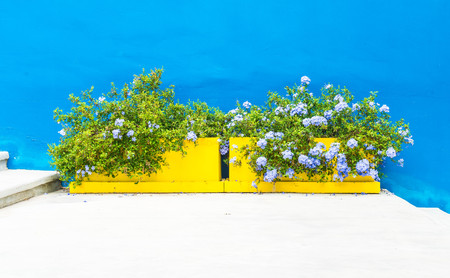 plant pot on stair with blue wallの写真素材