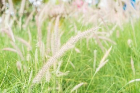 beautiful grass flower in the gardenの写真素材