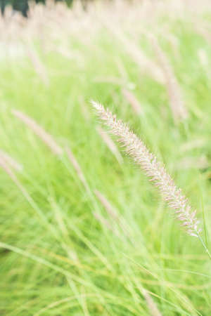 beautiful grass flower in the garden